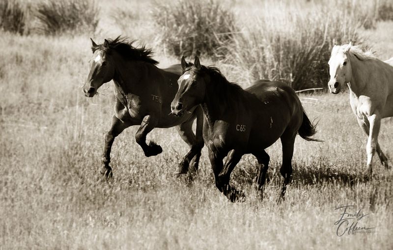 Dark horses running through a dry grass field — equine photography by Emily Coffeen
