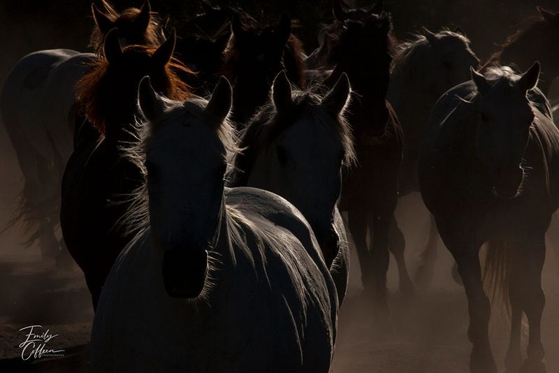 Herd of horses walking toward the camera through backlit dust — equine photography by Emily Coffeen