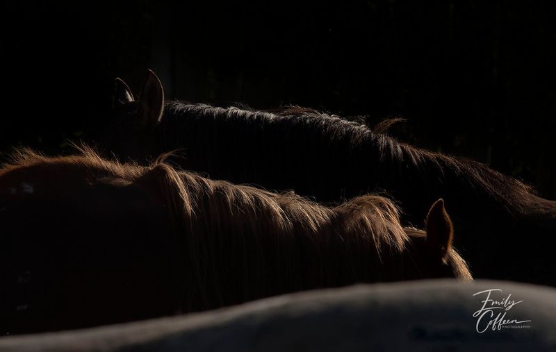 Backlit horses grazing in low light against a dark background — equine photography by Emily Coffeen
