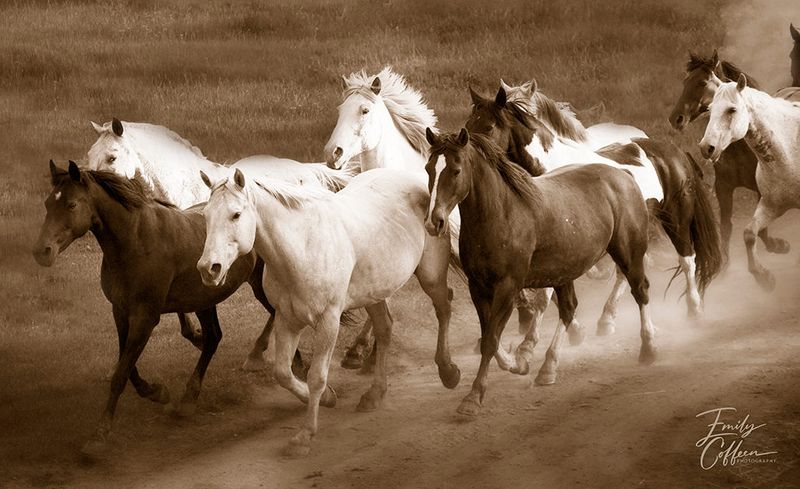 Herd of white and bay horses running through dust in sepia — equine photography by Emily Coffeen