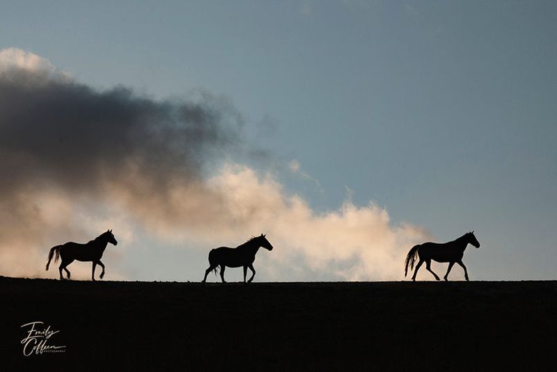 Three horses silhouetted on the horizon beneath dramatic clouds — equine photography by Emily Coffeen