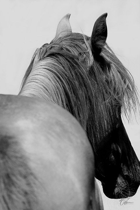 Black-and-white portrait of a horse with a long mane, head turned away — equine photography by Emily Coffeen