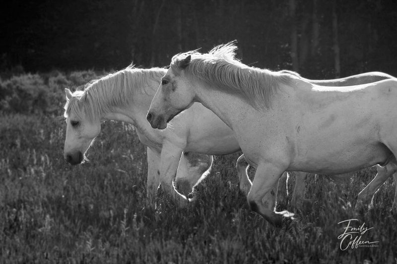 Two white horses running through tall grass in black and white — equine photography by Emily Coffeen