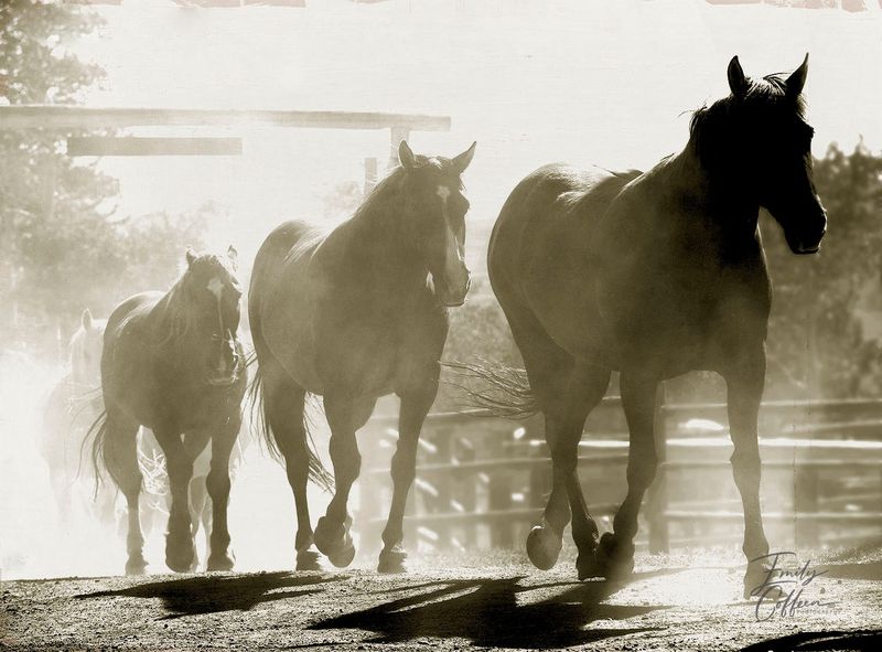 Three horses walking out of a dusty corral in warm backlight — equine photography by Emily Coffeen