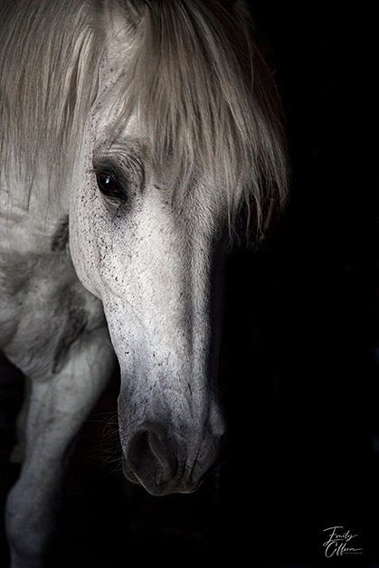 Close-up of a white horse with its forelock falling over its eye — equine photography by Emily Coffeen