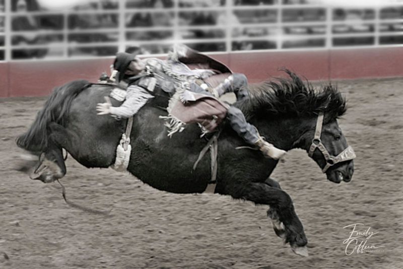 Rodeo rider on a bucking black horse in an arena — western photography by Emily Coffeen